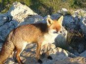 Descubre fauna Parc Garraf