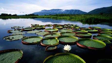 Cómo la actividad humana está alterando los ciclos de lluvias y sequías en la cuenca del río Amazonas