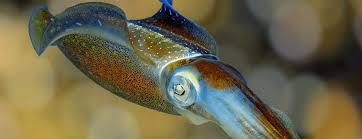 ¿Cómo la desaparición de un calamar de la costa mexicana llevó a la huida de cientos de ballenas?