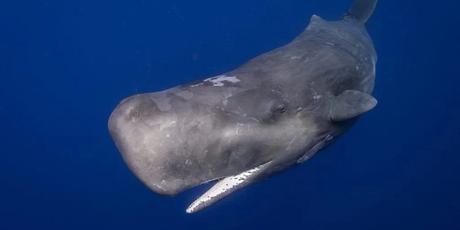 ¿Cómo la desaparición de un calamar de la costa mexicana llevó a la huida de cientos de ballenas?