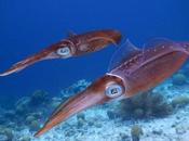 ¿Cómo desaparición calamar costa mexicana llevó huida cientos ballenas?