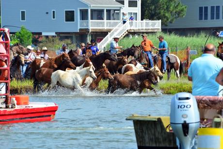 8 hermosas islas en los EE. UU. A las que puedes conducir Isla Chincoteague