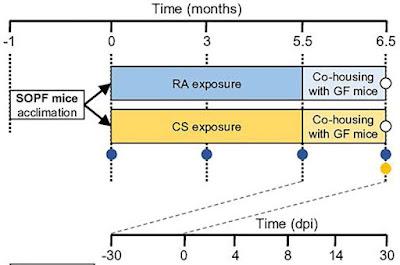 El humo del cigarrillo altera la microbiota y agrava la gripe