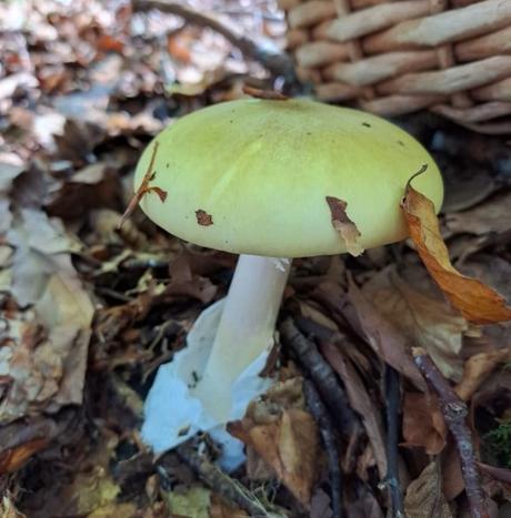 Amanita phalloides (oronja verde)