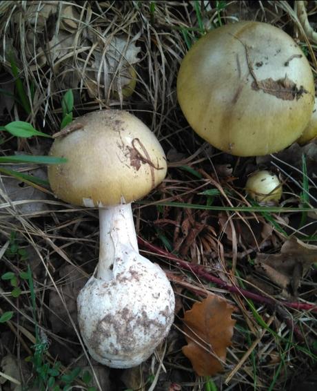 Amanita phalloides (oronja verde)