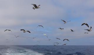 SALIDA PELÁGICA DESDE SANTURTZI (PARTE 1)