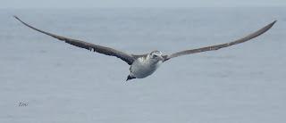 SALIDA PELÁGICA DESDE SANTURTZI (PARTE 1)