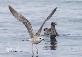 SALIDA PELÁGICA DESDE SANTURTZI (PARTE 1)