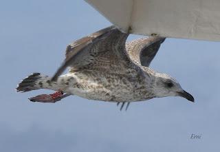 SALIDA PELÁGICA DESDE SANTURTZI (PARTE 1)