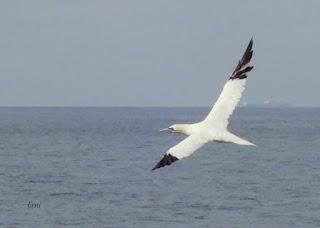 SALIDA PELÁGICA DESDE SANTURTZI (PARTE 1)