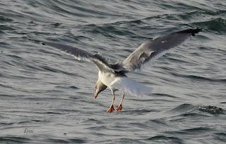 SALIDA PELÁGICA DESDE SANTURTZI (PARTE 1)