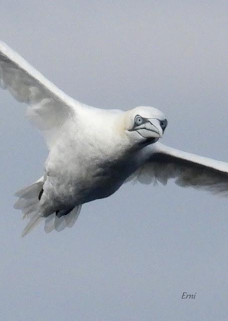 SALIDA PELÁGICA DESDE SANTURTZI (PARTE 1)