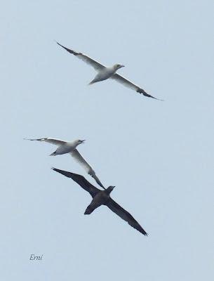 SALIDA PELÁGICA DESDE SANTURTZI (PARTE 1)