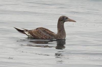 SALIDA PELÁGICA DESDE SANTURTZI (PARTE 1)