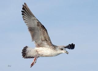 SALIDA PELÁGICA DESDE SANTURTZI (PARTE 1)