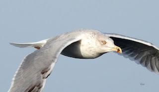 SALIDA PELÁGICA DESDE SANTURTZI (PARTE 1)