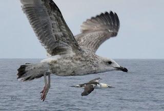 SALIDA PELÁGICA DESDE SANTURTZI (PARTE 1)