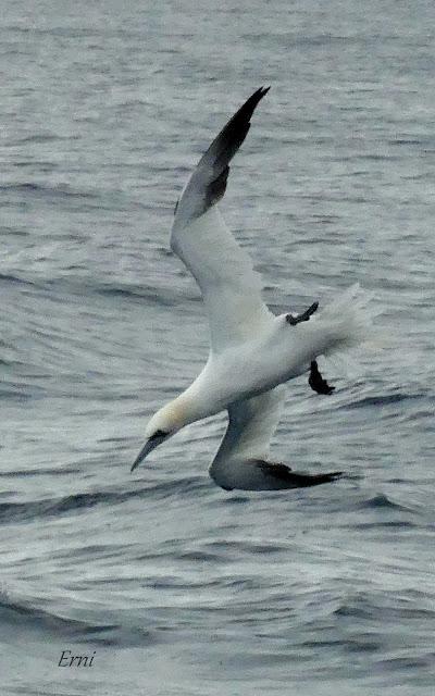 SALIDA PELÁGICA DESDE SANTURTZI (PARTE 1)