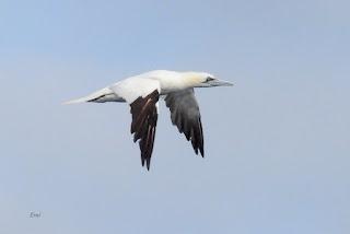 SALIDA PELÁGICA DESDE SANTURTZI (PARTE 1)