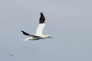 SALIDA PELÁGICA DESDE SANTURTZI (PARTE 1)