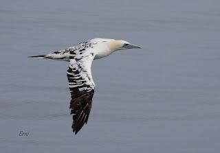 SALIDA PELÁGICA DESDE SANTURTZI (PARTE 1)