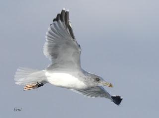 SALIDA PELÁGICA DESDE SANTURTZI (PARTE 1)