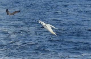 SALIDA PELÁGICA DESDE SANTURTZI (PARTE 1)