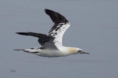 SALIDA PELÁGICA DESDE SANTURTZI (PARTE 1)