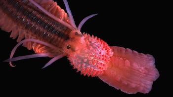 El sorprendente hallazgo bajo el océano que revoluciona la biología marina