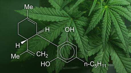 El consumo de cannabis puede dañar el ADN celular aumentando el riesgo de cáncer El consumo de cannabis puede dañar el ADN celular aumentando el riesgo de cáncer