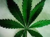 consumo cannabis puede dañar celular aumentando riesgo cáncer