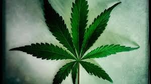 El consumo de cannabis puede dañar el ADN celular aumentando el riesgo de cáncer El consumo de cannabis puede dañar el ADN celular aumentando el riesgo de cáncer