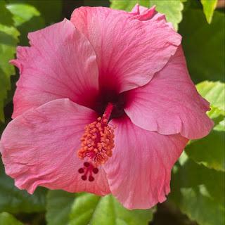 🪻 De Lunes y entre flores 💐