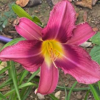 🪻 De Lunes y entre flores 💐