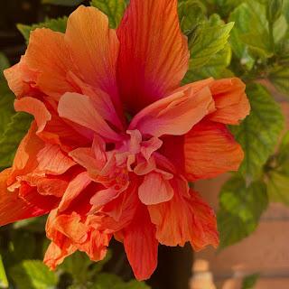 🪻 De Lunes y entre flores 💐