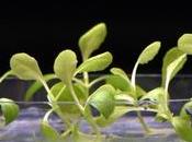 Consiguen células animales realicen fotosíntesis