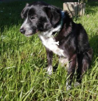 Manchitas (Belkys Rodríguez Blanco). Manchitas (Belkys Rodríguez Blanco).