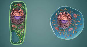 Hallan nuevos 'órganos' en las células