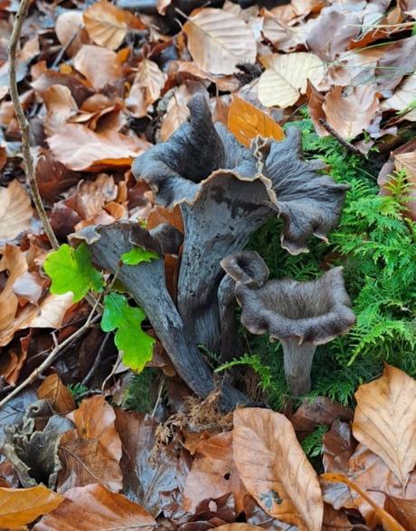 Craterellus cornucopioides, o trompeta de los muertos