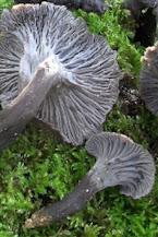Craterellus cornucopioides, o trompeta de los muertos