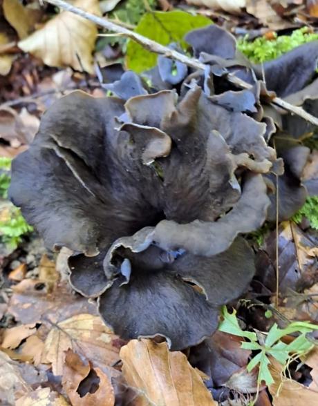 Craterellus cornucopioides, o trompeta de los muertos