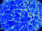 Descubren nuevos mecanismos sinapsis inmune podrían mejorar terapias contra cáncer enfermedades autoinmunes