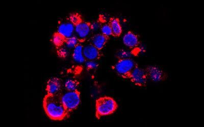 Descubren nuevos mecanismos en la sinapsis inmune que podrían mejorar terapias contra el cáncer y enfermedades autoinmunes