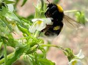 Descubren algunas flores comenzaron fertilizarse mismas ante falta abejas polinicen