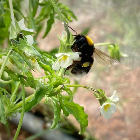 Descubren que algunas flores comenzaron a fertilizarse a sí mismas ante la falta de abejas que las polinicen