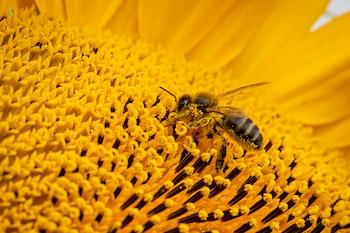Descubren que algunas flores comenzaron a fertilizarse a sí mismas ante la falta de abejas que las polinicen