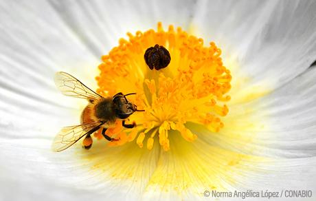 Descubren que algunas flores comenzaron a fertilizarse a sí mismas ante la falta de abejas que las polinicen