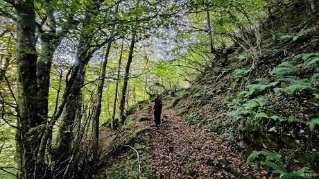 Hayedo de Vallina Negra, Tuiza