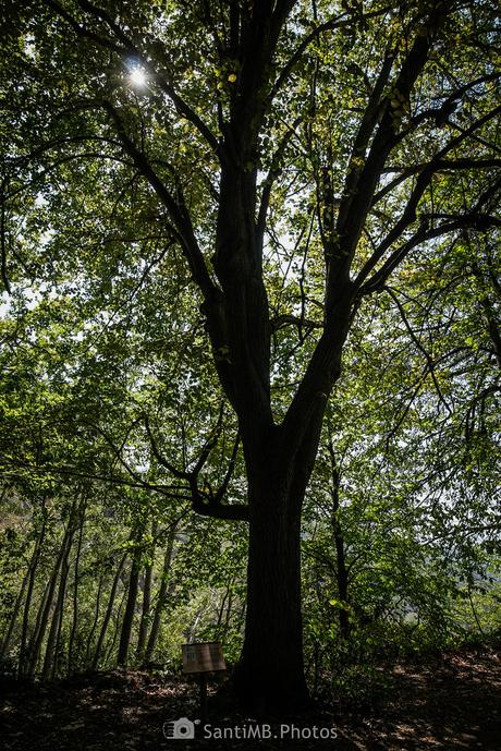 Un tilo de hoja ancha Un tilo de hoja ancha