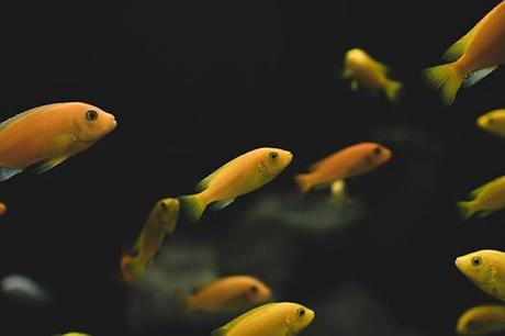 El horóscopo de los Piscis y los viajes